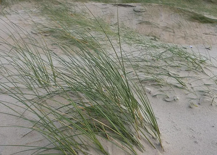 Logies De Sering Texel Casa de hóspedes